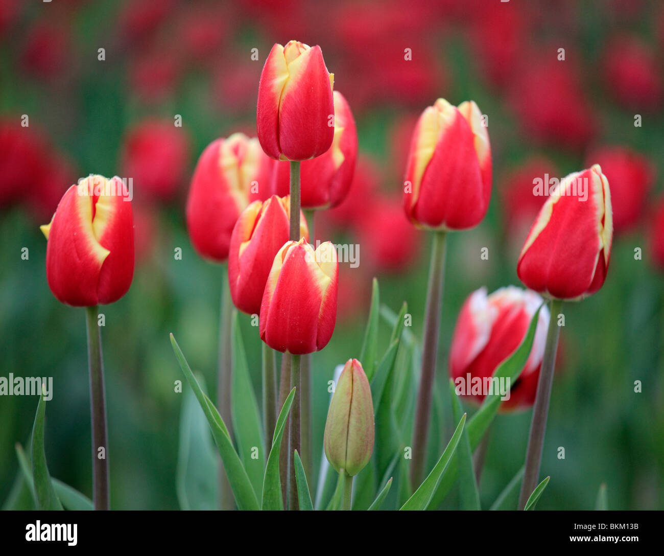 Tulpen im Skagit Valley während des jährlichen Tulip Festival Stockfoto