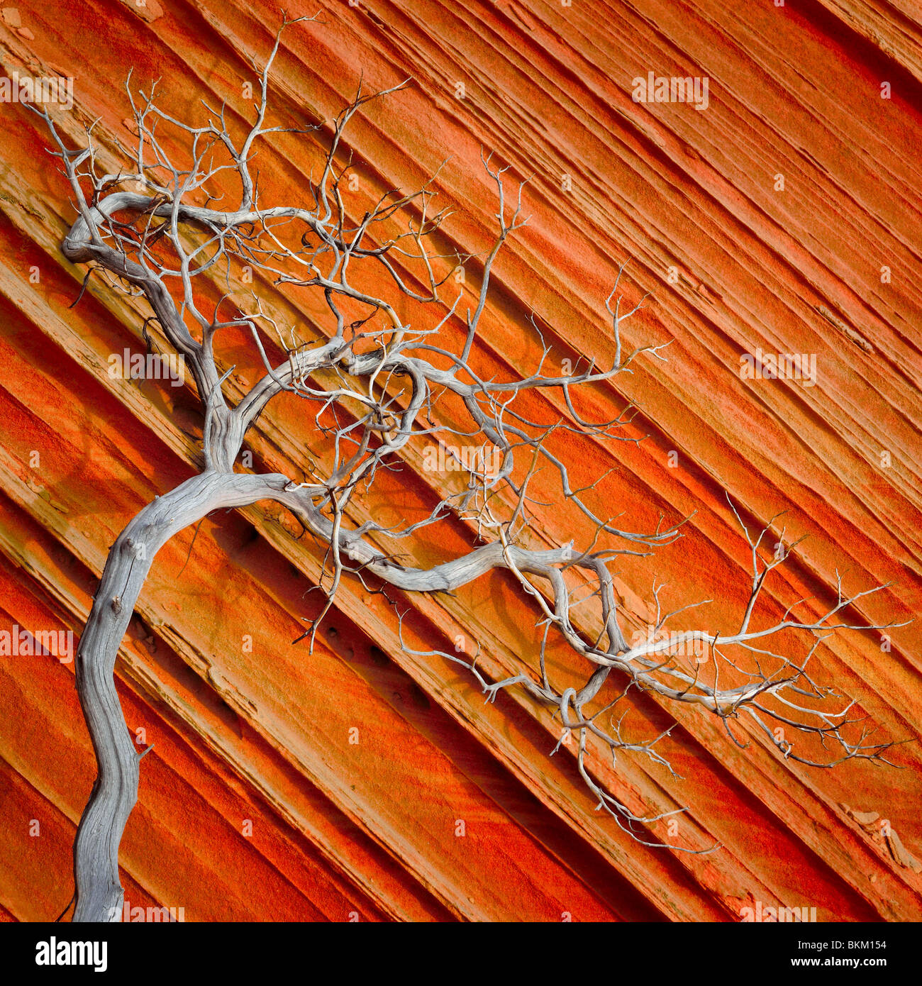 Toten Wacholder kontrastiert eine Sandsteinmauer im Vermilion Cliffs National Monument, Arizona Stockfoto