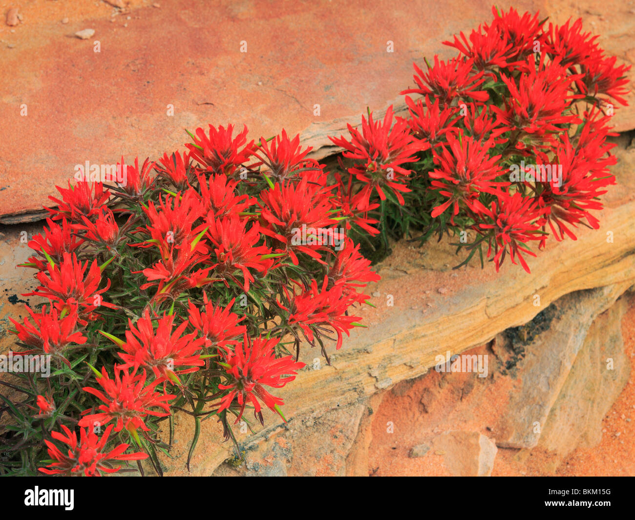 Desert Pinsel Blumen und Felsformationen im Vermilion Cliffs National Monument, Arizona Stockfoto