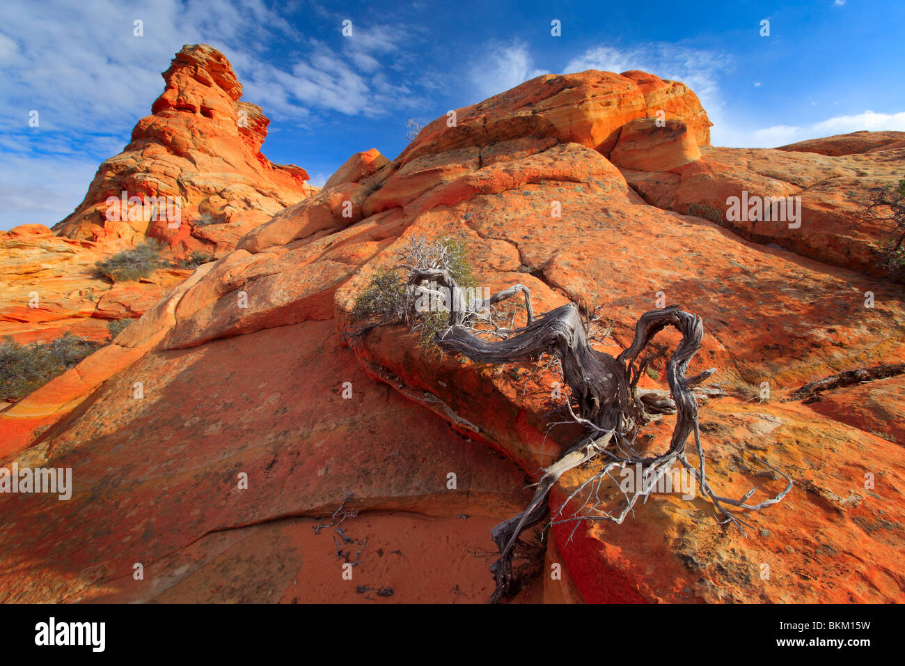 Toten Wacholder kontrastiert eine Sandsteinmauer im Vermilion Cliffs National Monument, Arizona Stockfoto