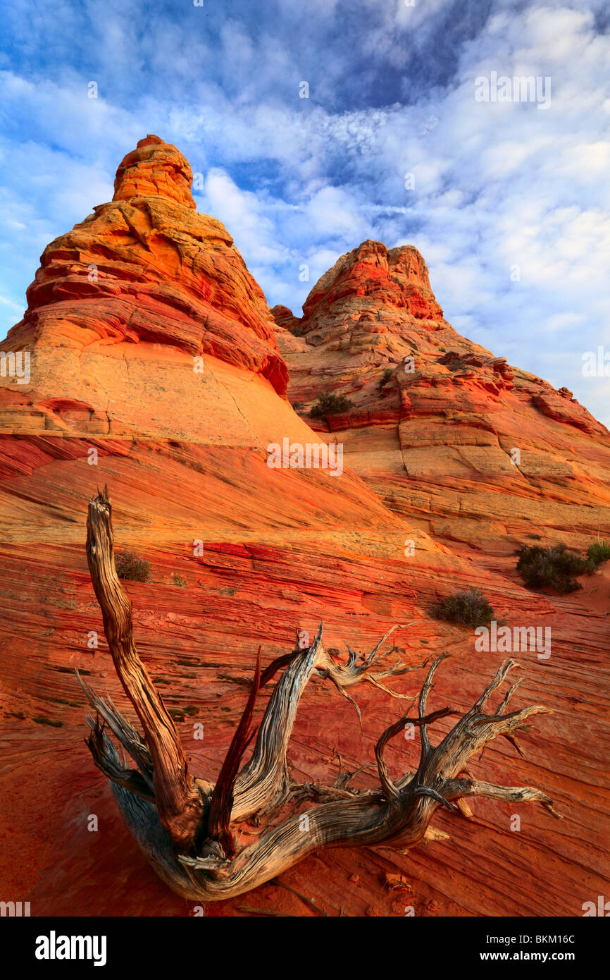 Toten Wacholder kontrastiert eine Sandsteinmauer im Vermilion Cliffs National Monument, Arizona Stockfoto