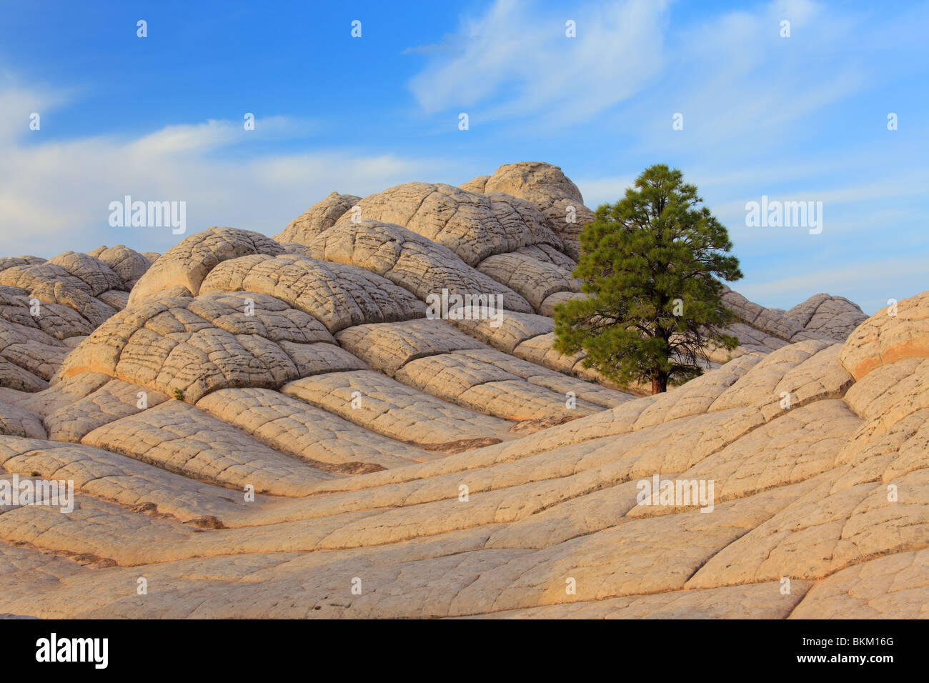 Baum unter "Gehirn-Rock" Sandstein-Formationen in der White Pocket-Einheit der Vermilion Cliffs National Monument Stockfoto