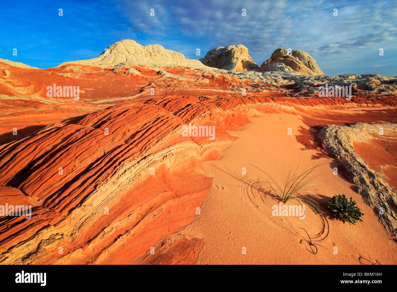 Felsformationen in der White Pocket-Einheit der Vermilion Cliffs National Monument, Arizona Stockfoto