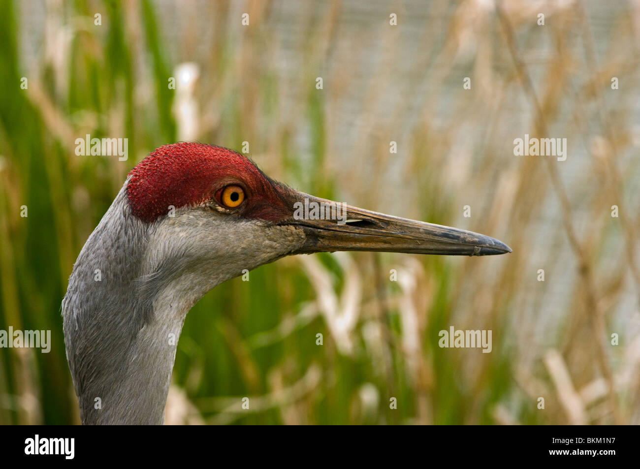 Sandhill Kran Stockfoto