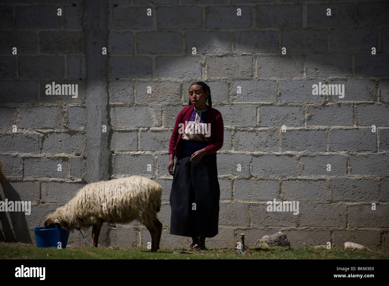 Ein Schaf weidet wie eine Mädchen in San Juan Chamula, Chiapas, Mexiko, 28. Februar 2010 vorbeigeht. Stockfoto