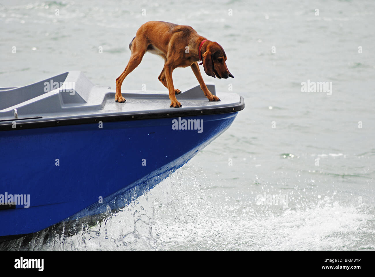 Hund, balancieren auf dem Bug eines Bootes, Venedig, Italien Stockfoto