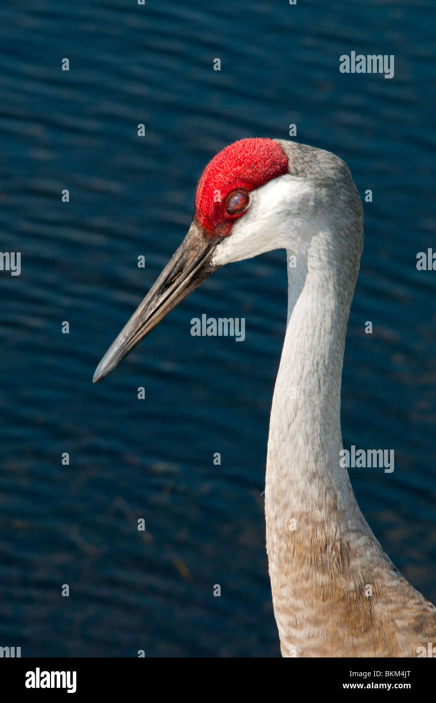 Florida Sandhill Kran Stockfoto