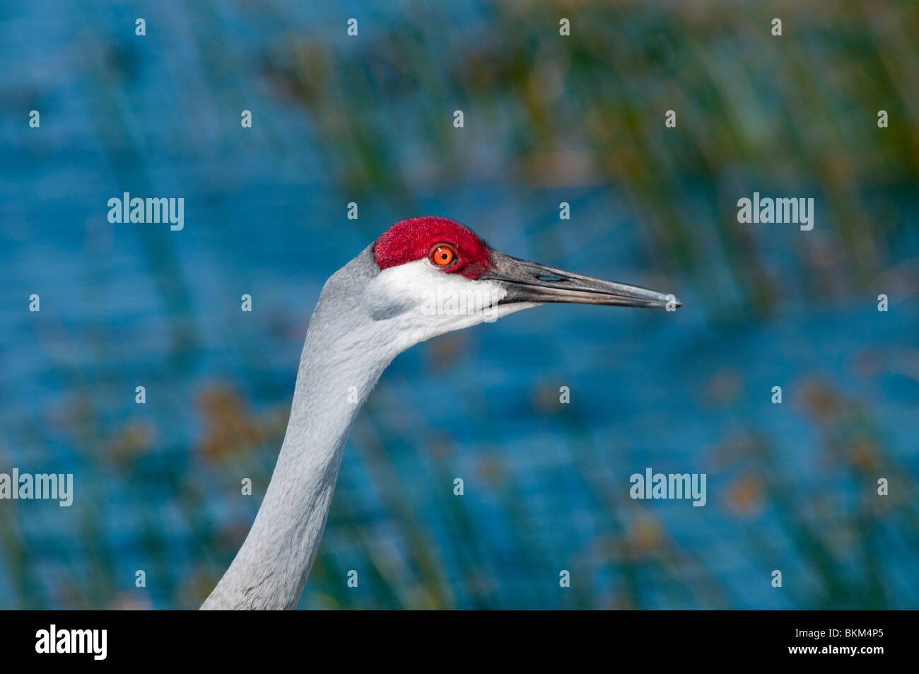 Florida Sandhill Kran Stockfoto