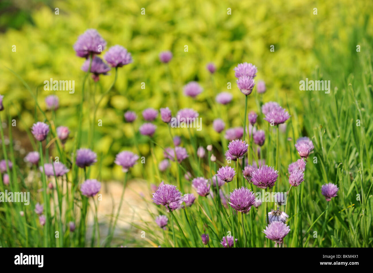 Blühende Schnittlauch in einer Kräuter-Garten-UK Stockfoto