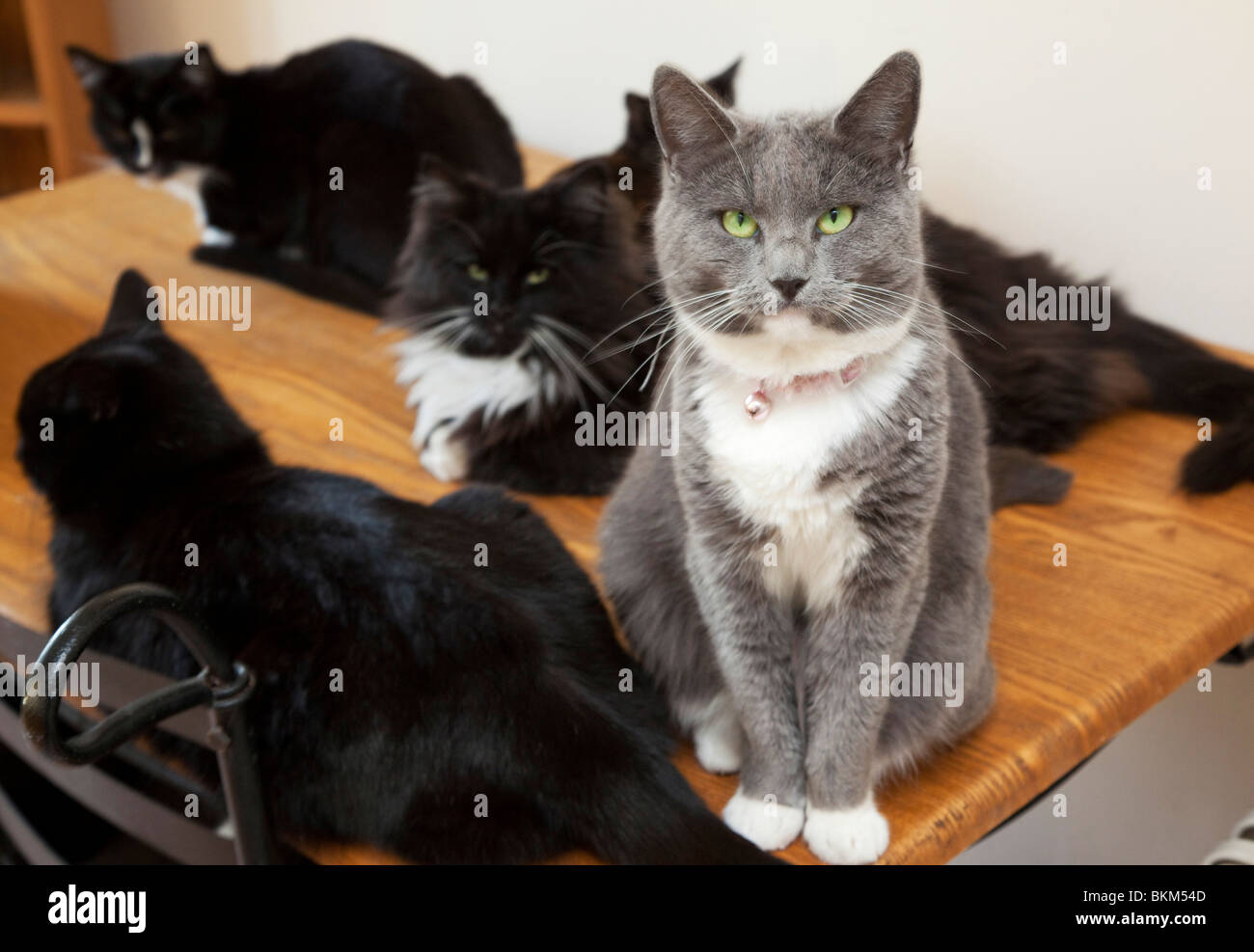 Hauskatzen drinnen in einem Haus im Vereinigten Königreich Stockfoto