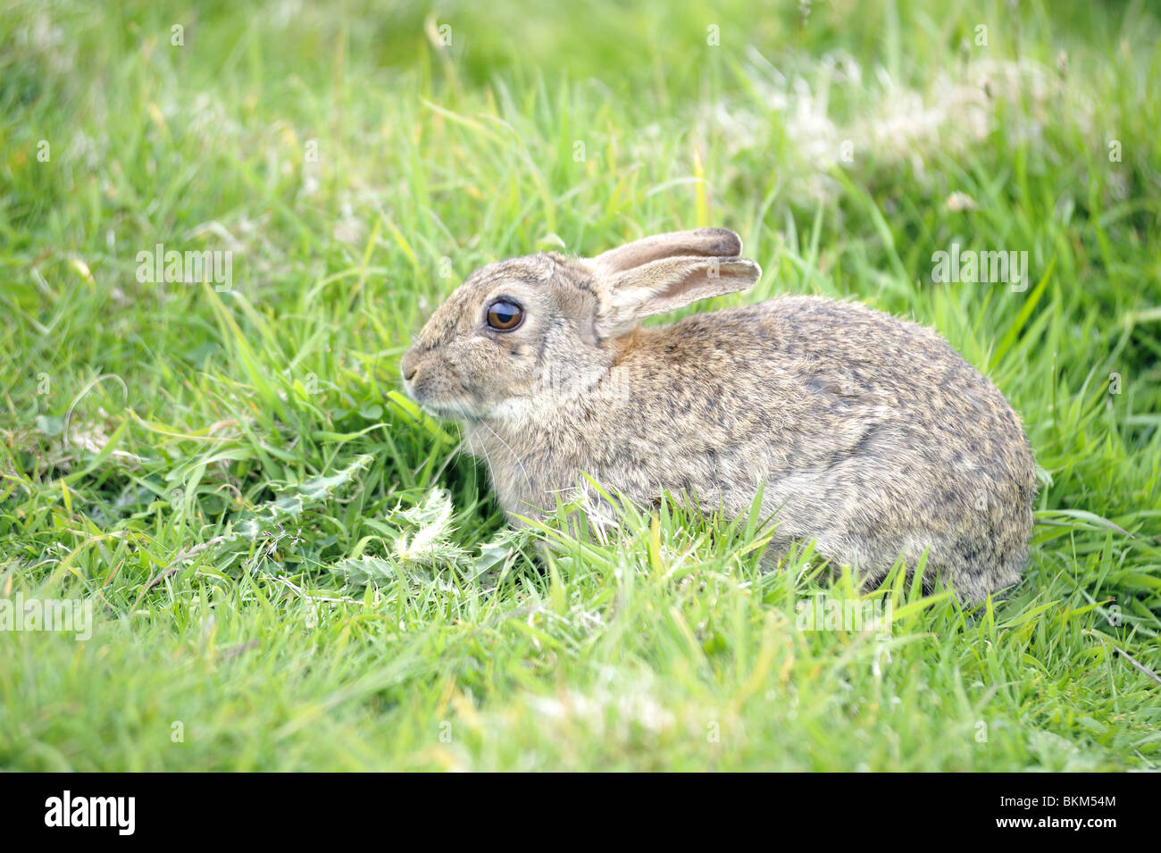 Europäische Kaninchen stehen im Rasen Stockfoto