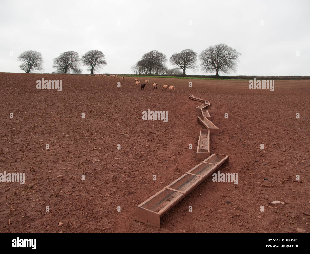 Schafe und Fütterung Schalen in einem Feld in Großbritannien Stockfoto