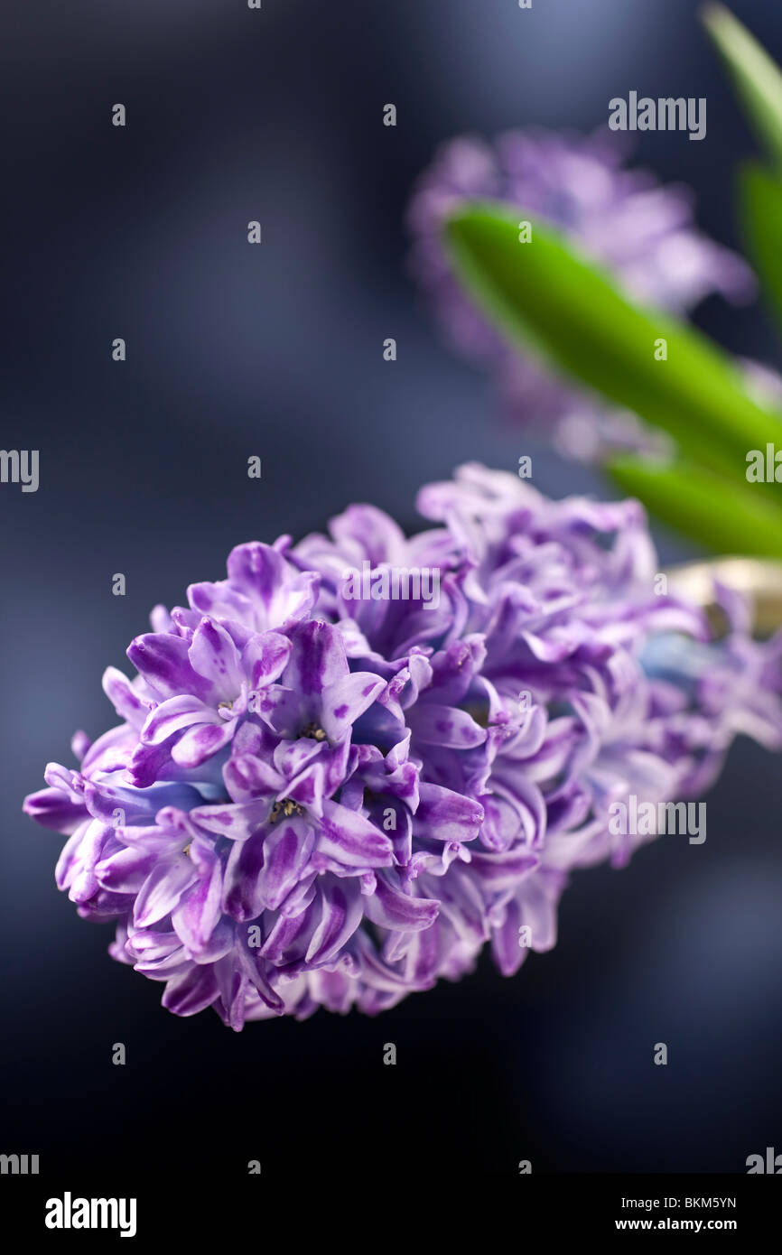 blaue Hyazinthe Blume Studio gedreht Stockfoto