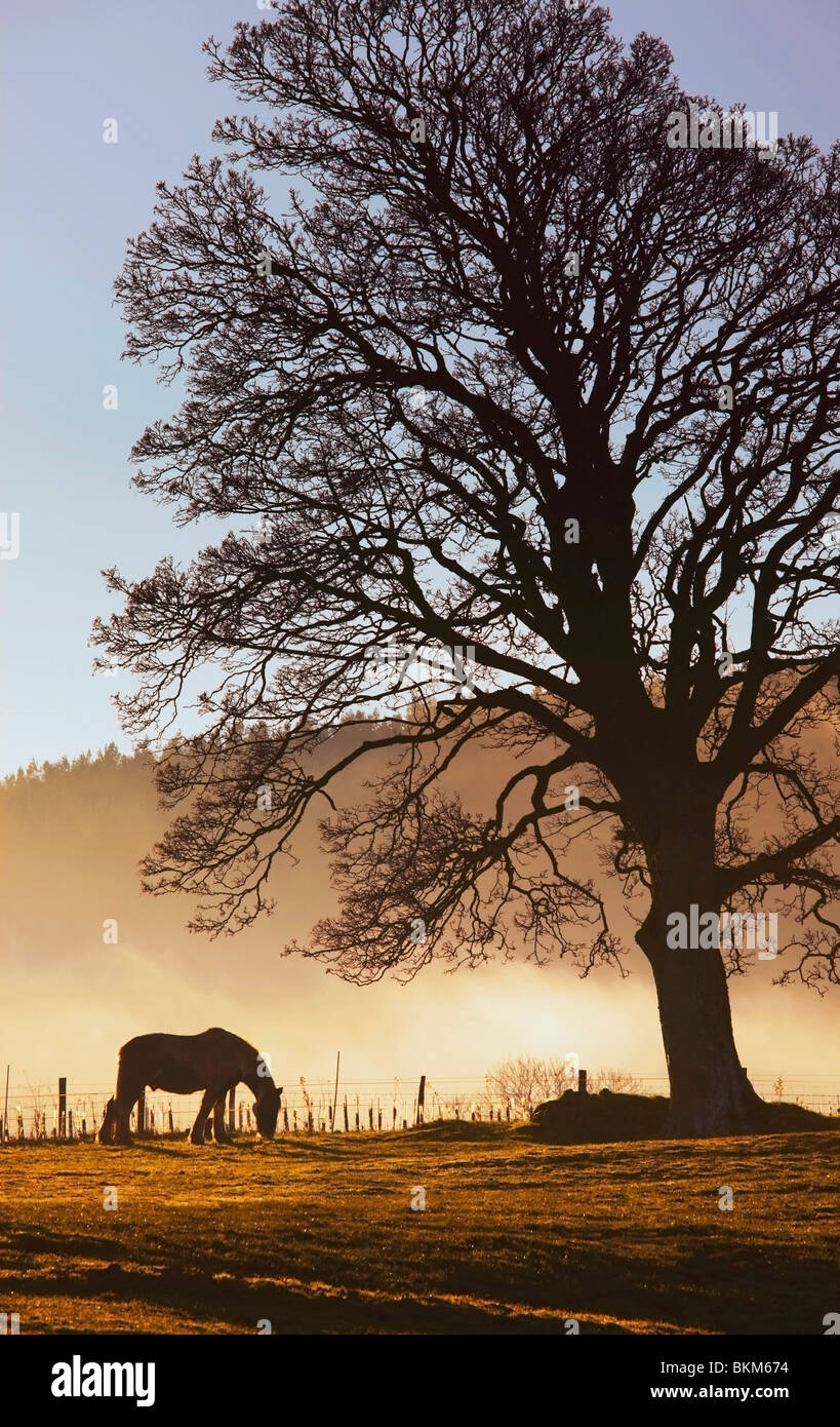 Northumberland, England; Ein Pferd Weiden In einem Feld Stockfoto