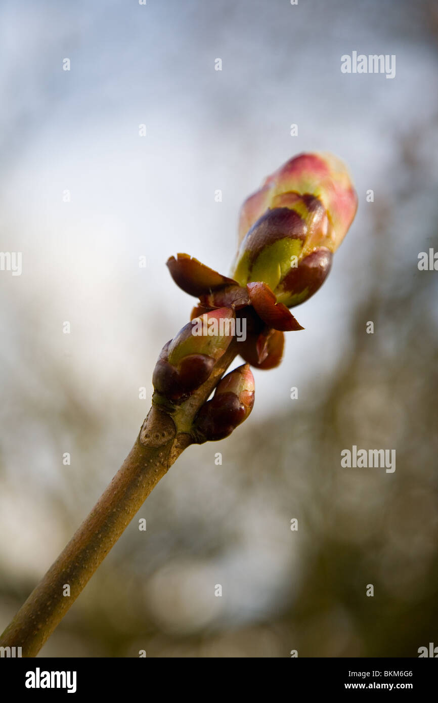 Rosskastanie Knospe platzen Stockfoto