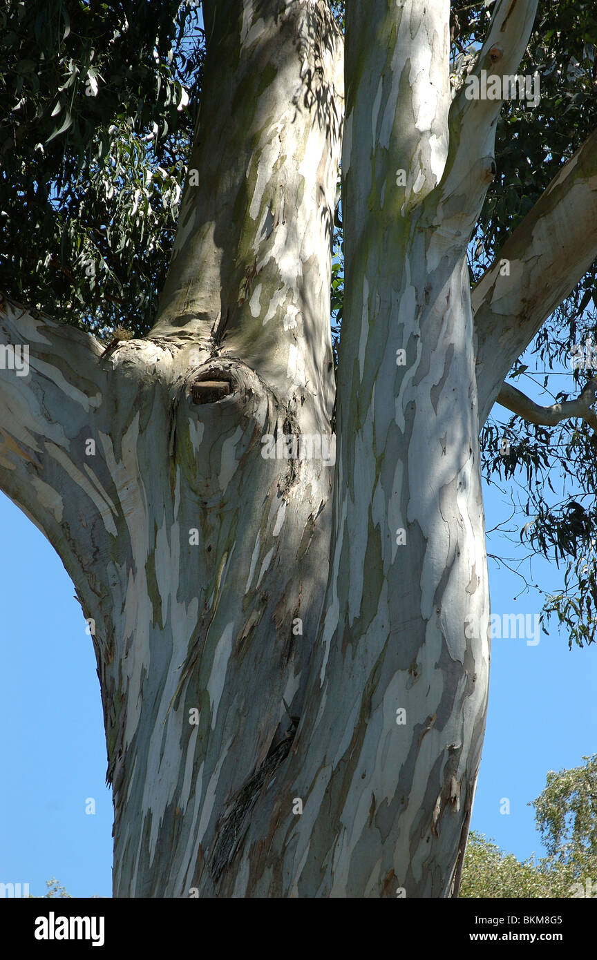 Bellen Sie, Baum, Hagley Park, Christchurch, Canterbury, Südinsel, Neuseeland. Stockfoto