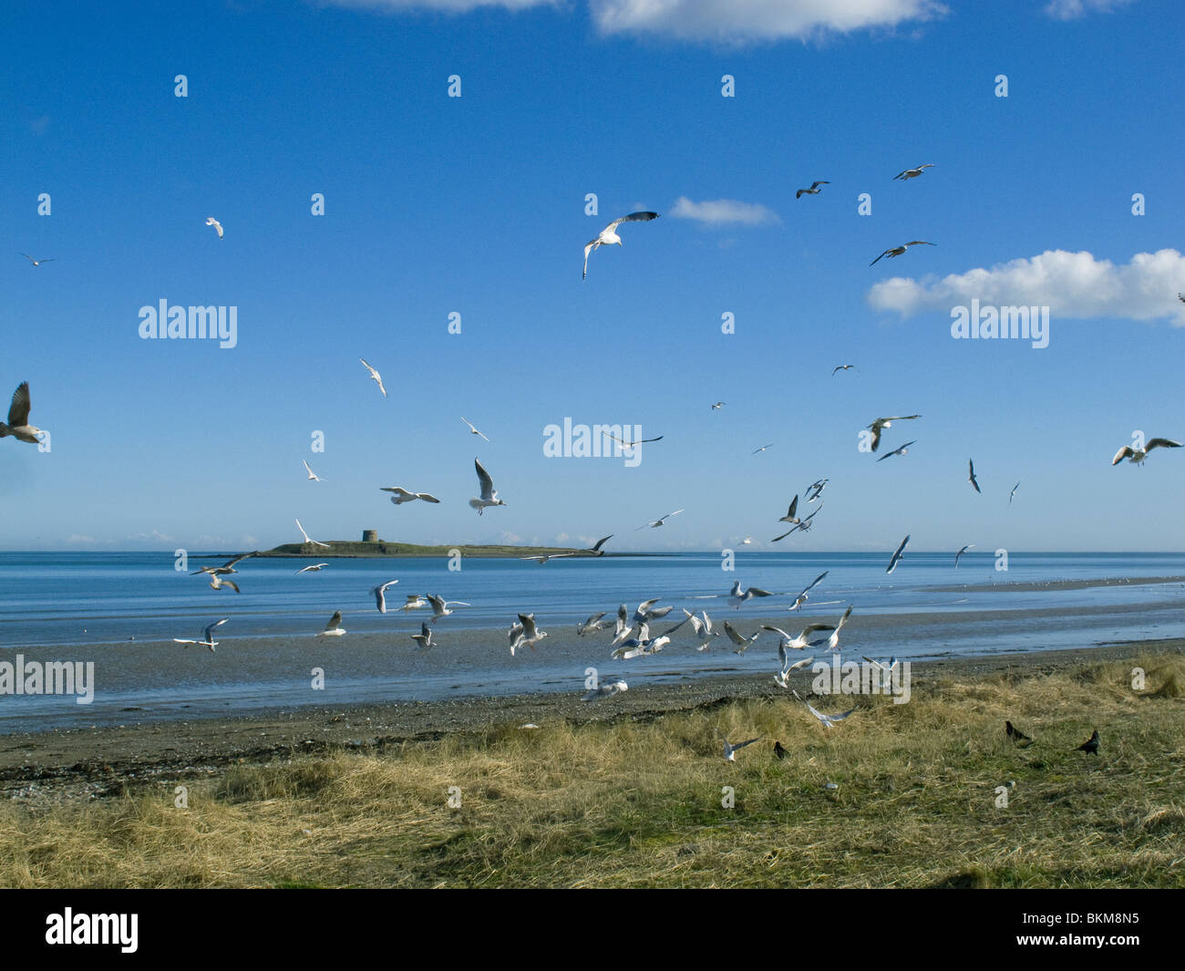 Eine Herde von Möwen am Strand von Schären, County Dublin, Irland, mit Shenick Insel im Hintergrund Stockfoto