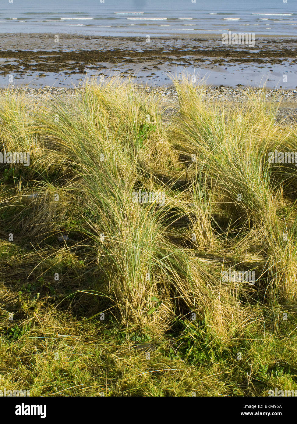 Wildgras Dünengebieten auf den Dünen am Strand von Schären, North County Dublin, Irland Stockfoto