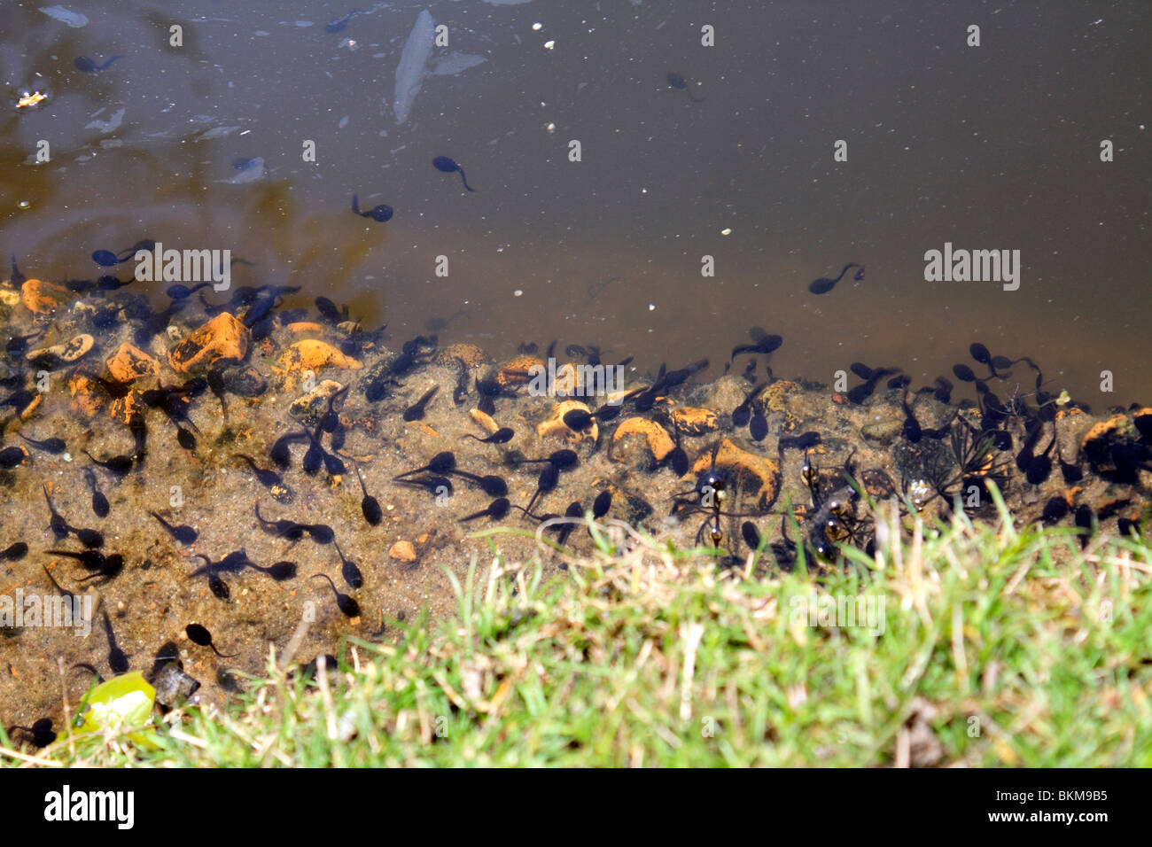Kaulquappen schwimmen Fotos und Bildmaterial in hoher Auflösung Alamy