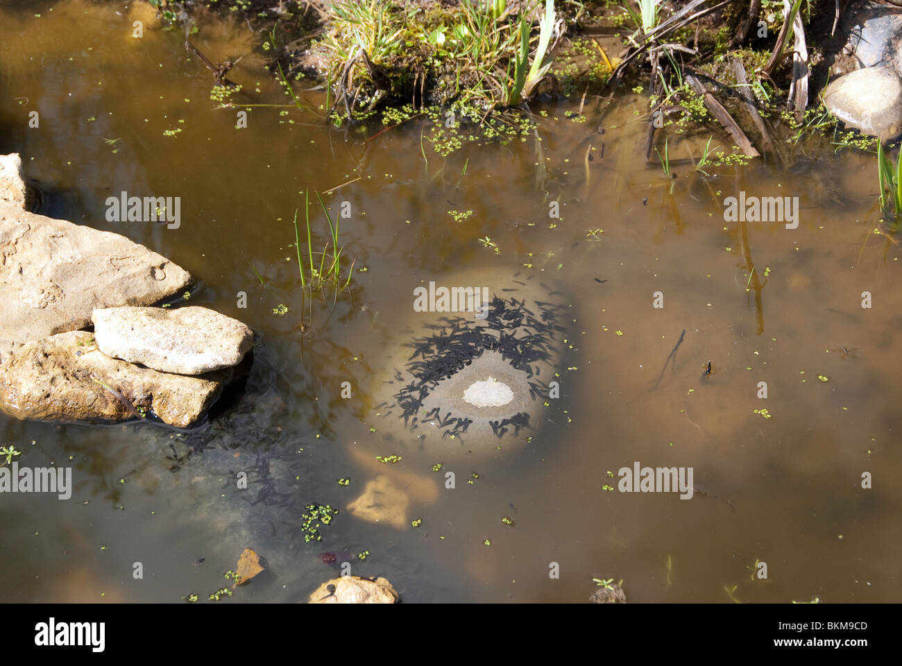 Kaulquappen, die rund um den Rand eines Steines Stockfoto