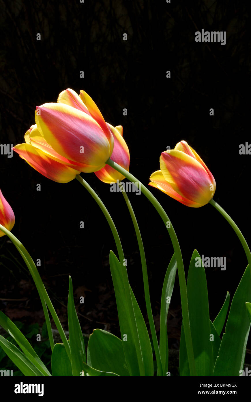 Eine kleine Gruppe von Frühjahr blühende rote und gelbe Tulpen vor einem dunklen Hintergrund. Stockfoto