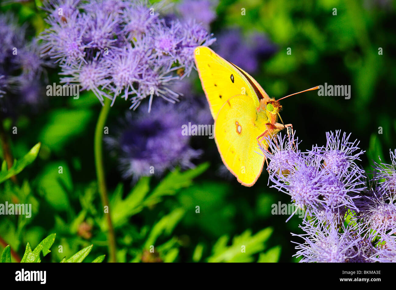 Orange Schwefel Fütterung auf eine Blume Stockfoto