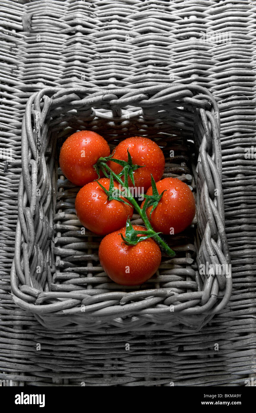 Tomaten auf Reben frisch gepflückte Bio Tomaten auf der Rebe in Weidenkorb gewaschen Stockfoto