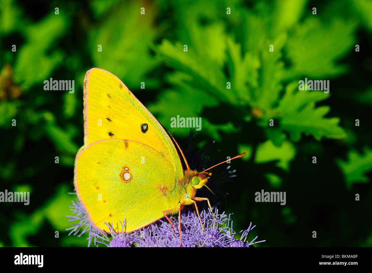 Orange Schwefel Fütterung auf eine Blume Stockfoto