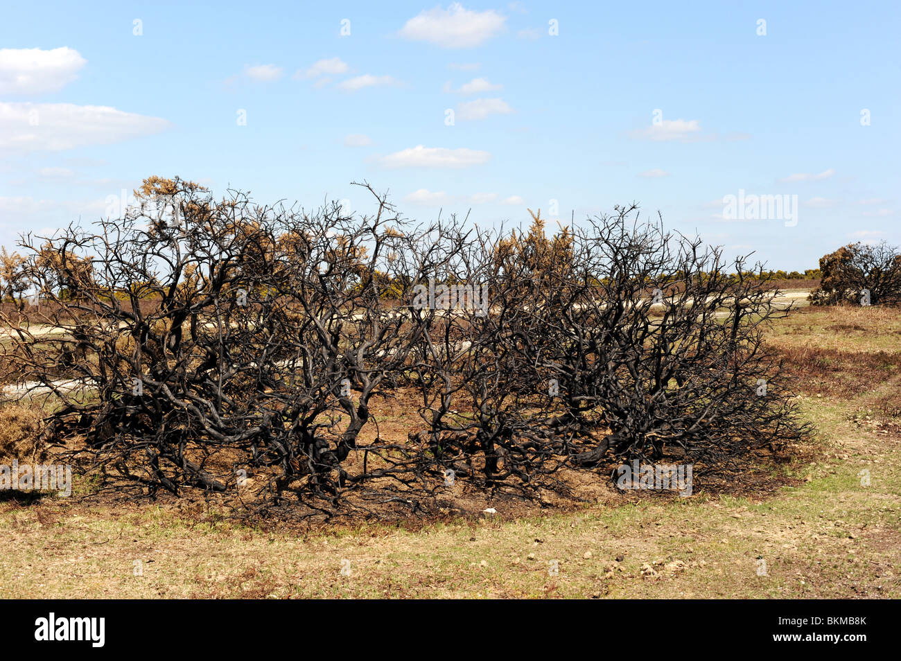 Ginster Büsche im New Forest, die brennen, kontrolliert wurden, benutzt ein System zur Verbesserung der Qualität der Beweidung Stockfoto