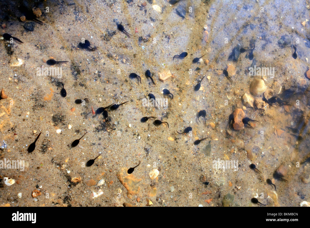 Kaulquappen schwimmen Fotos und Bildmaterial in hoher Auflösung Alamy