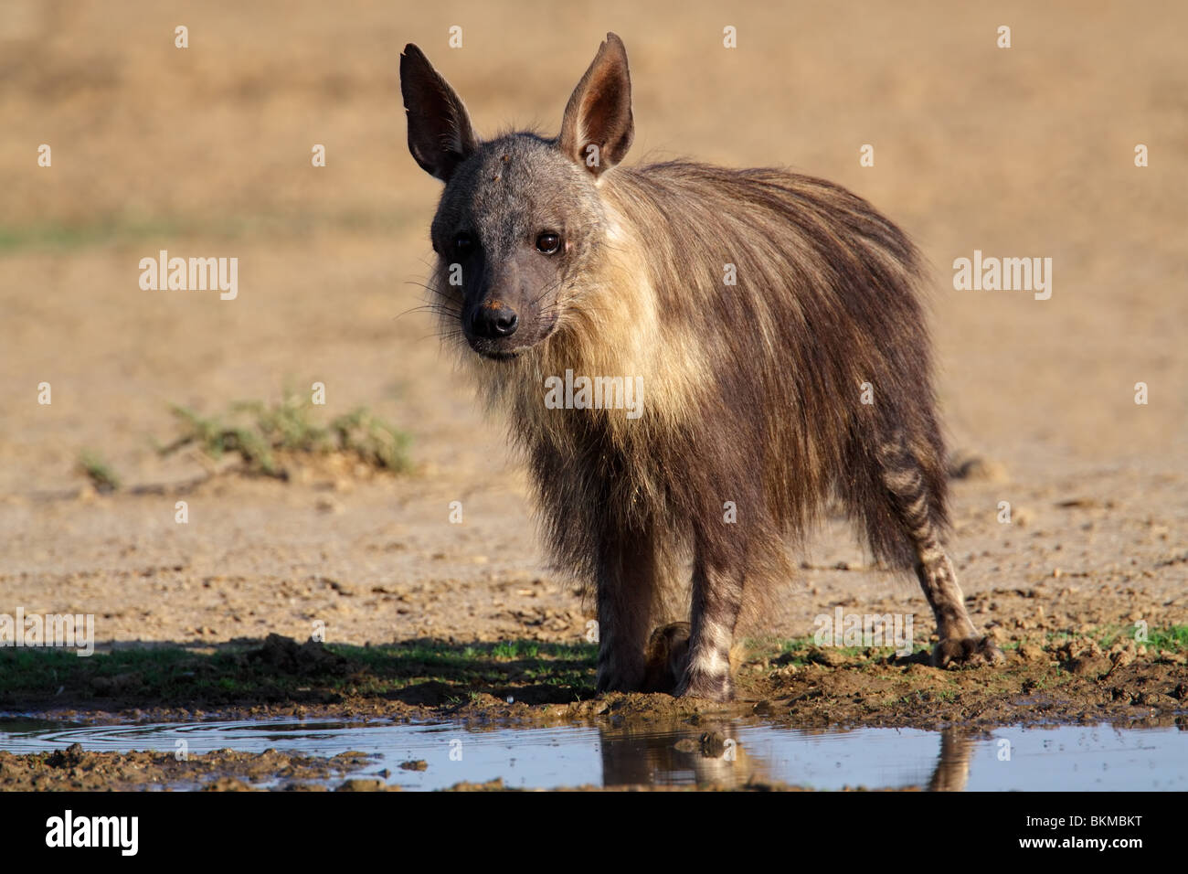 Eine Braune Hyäne (zerbeissen Brunnea) an einer Wasserstelle, Kgalagadi Transfrontier Park, Südafrika Stockfoto