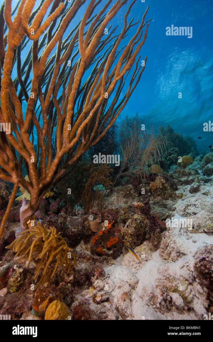 Ein tropisches Korallenriff in Bonaire, Niederländische Antillen. Stockfoto