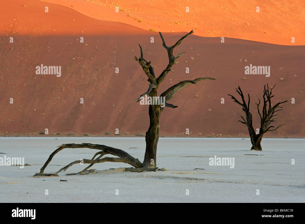 Toten Akazie gegen einen roten Sanddüne, Sossusvlei, Namibia, Südliches Afrika Stockfoto