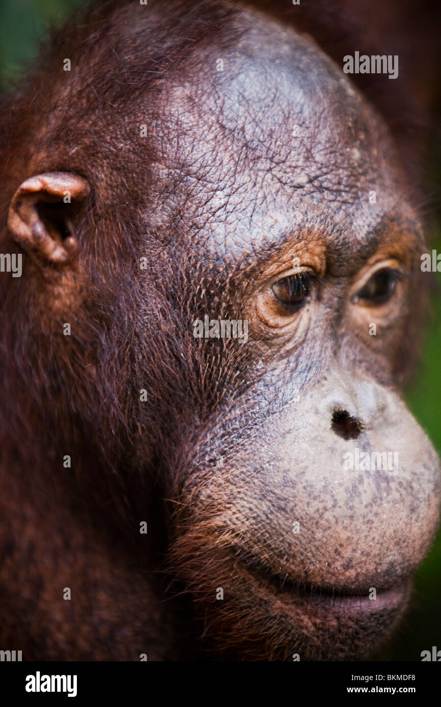 Porträt von einem Orang-Utan (Pongo Pygmaeus). Sepilok Orang Utan Rehabilitation Centre, Sandakan, Sabah, Borneo, Malaysia. Stockfoto