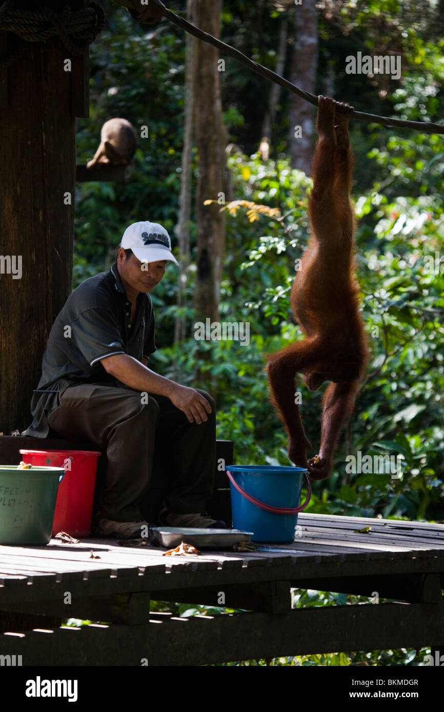 Orang-Utan und Ranger bei der Fütterung Plattform. Sepilok Orang Utan Rehabilitation Centre, Sandakan, Sabah, Borneo, Malaysia. Stockfoto