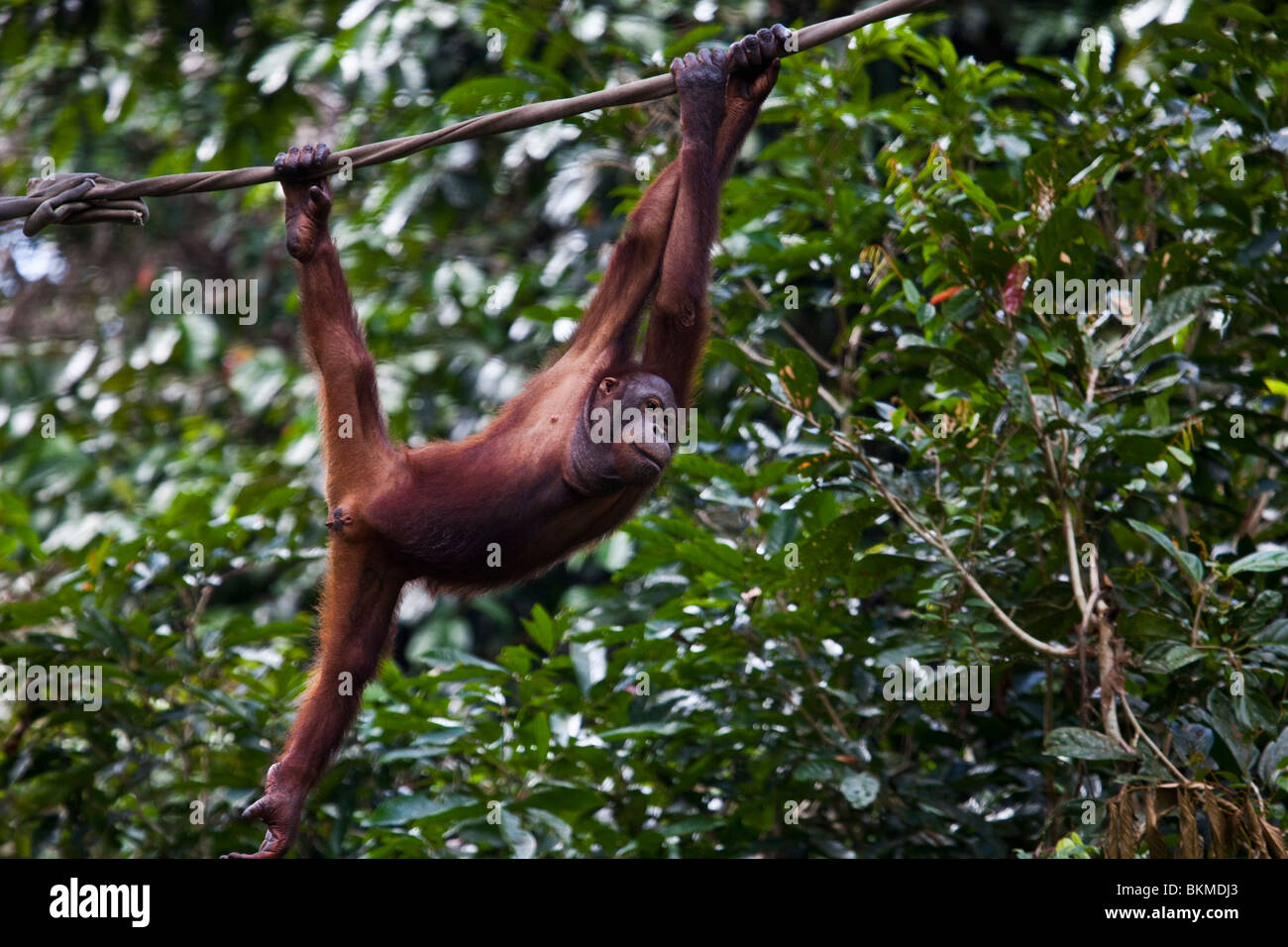 Oangutan bei der Sepilok Orang Utan Rehabilitation Centre. Sandakan, Sabah, Borneo, Malaysia. Stockfoto