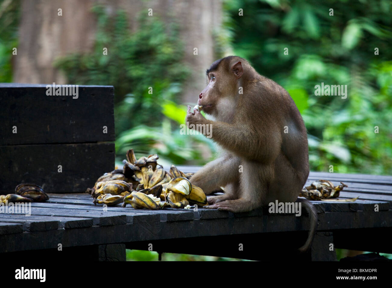 Makaken in Sepilok Orang Utan Rehabilitation Centre. Sandakan, Sabah, Borneo, Malaysia. Stockfoto