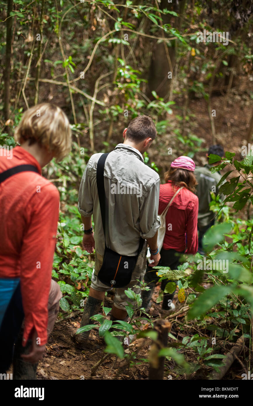 Öko-Touristen trekking durch den Dschungel.  Kinabatangan Fluss, Sabah, Borneo, Malaysia. Stockfoto