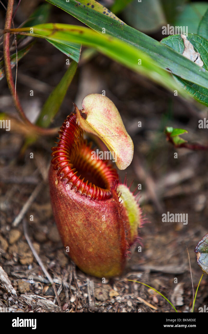 Fleischfressende Kannenpflanze (Nepenthes Kinabaluensis) am Mt. Kinabalu Gipfelrundweg. Kinabalu National Park, Sabah, Malaysia. Stockfoto