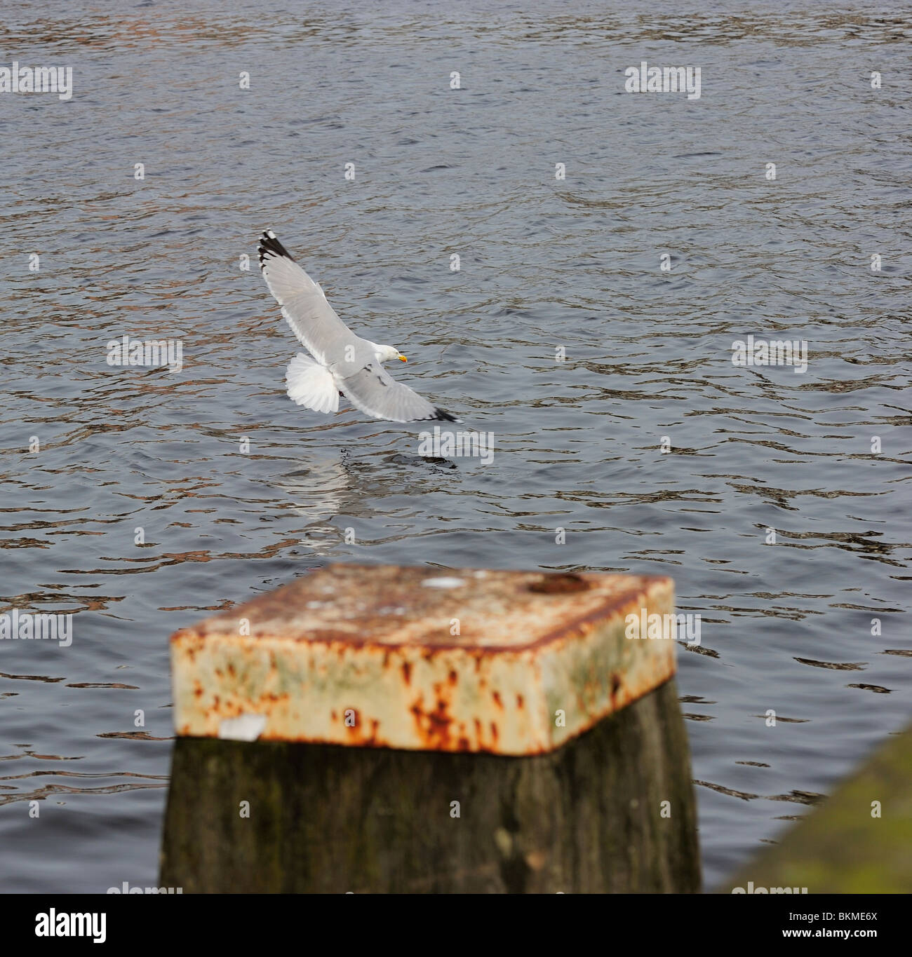 Erwachsenen Silbermöwe, die Landung am Fluss Amstel mit voll geöffnetem Flügel Stockfoto