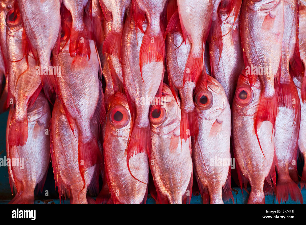 Frischer Fisch zum Verkauf in den Nachtmarkt. Kota Kinabalu, Sabah, Borneo, Malaysia. Stockfoto