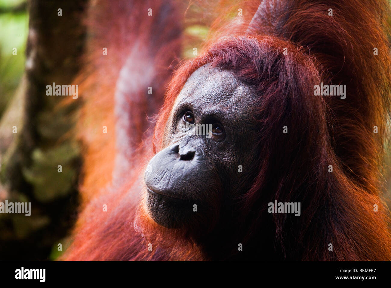 Porträt von einem Erwachsenen Orang-Utan (Pongo Pygmaeus). Semenngoh Wildlife Centre, Kuching, Sarawak, Borneo, Malaysia. Stockfoto