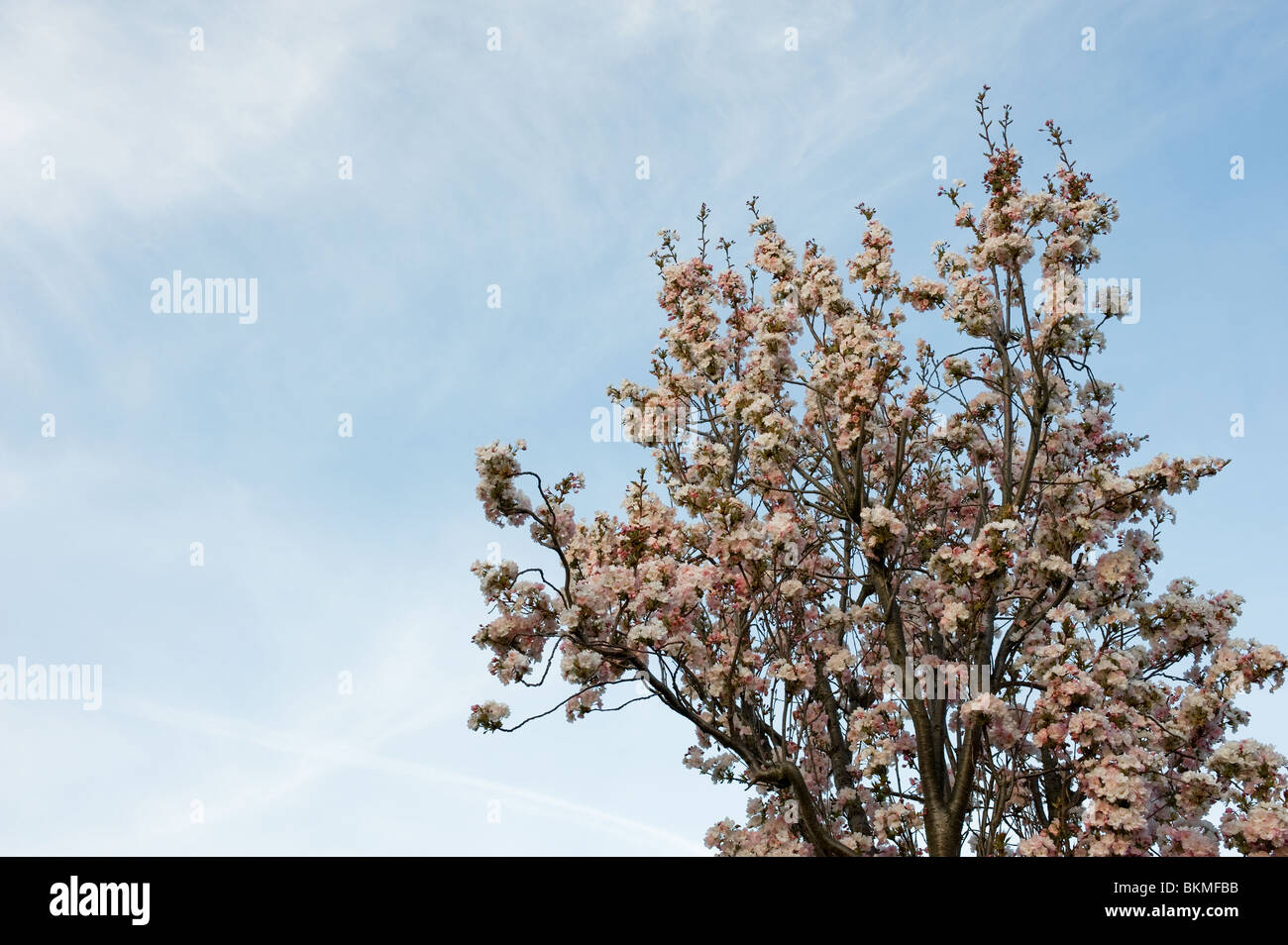 Cherry Blossom Blütenbaum vor blauem Himmel.  Foto von Gordon Scammell Stockfoto