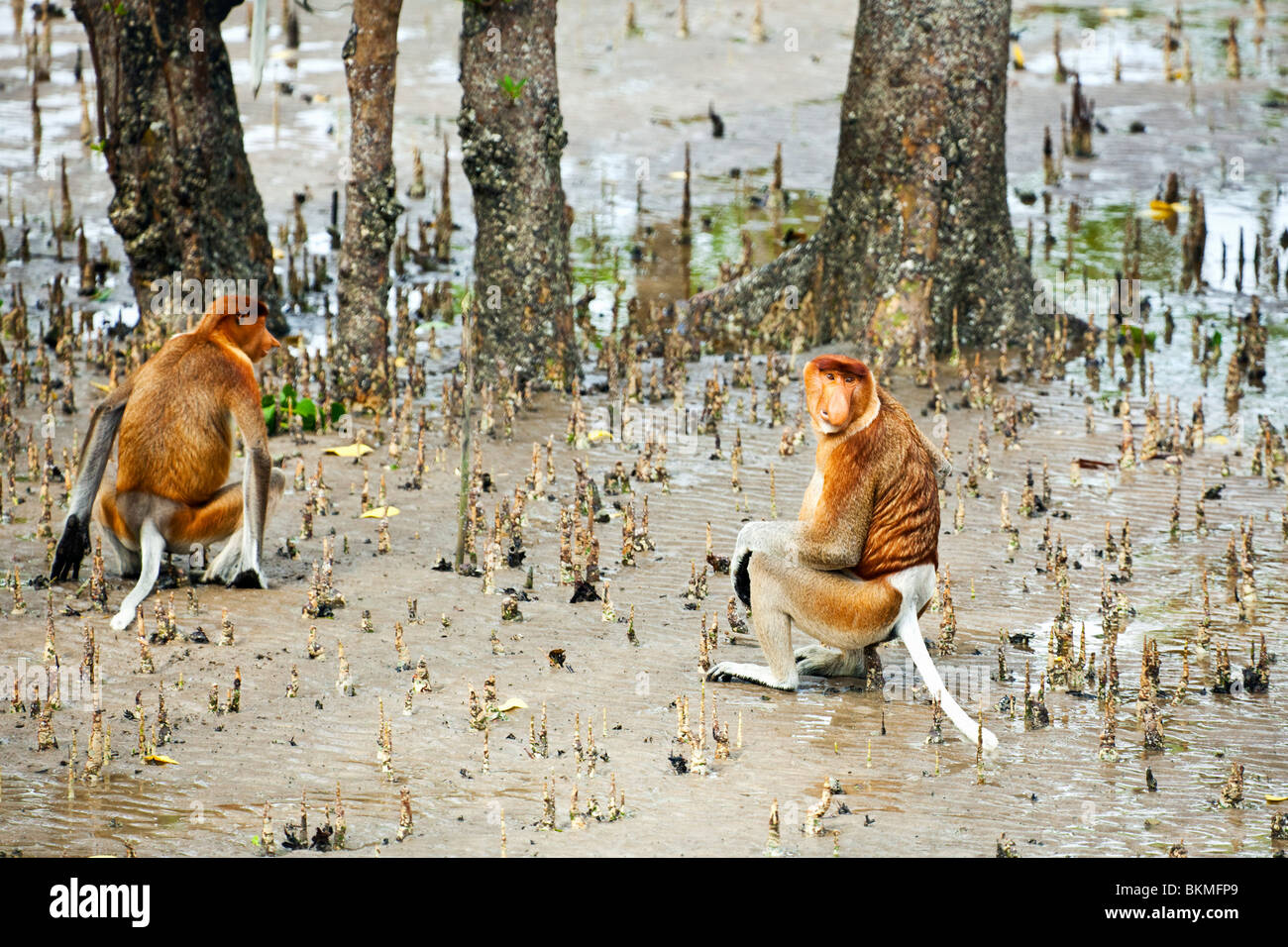 Nasenaffen (Nasalis Larvatus) zu Fuß über Mangroven Wattenmeer im Bako Nationalpark. Kuching, Sarawak, Borneo, Malaysia. Stockfoto