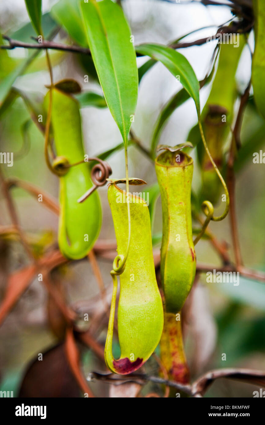 Fleischfressende Kannenpflanze (Nepenthes Albomarginata) im Bako Nationalpark. Kuching, Sarawak, Borneo, Malaysia. Stockfoto