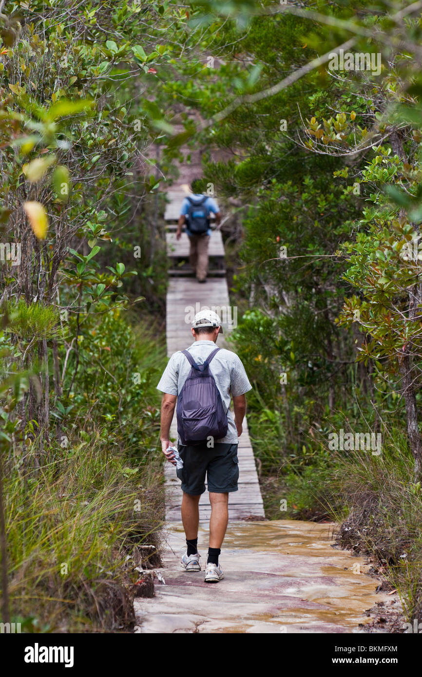 Wandern durch Kerangas Wald auf einem Wanderweg im Bako Nationalpark. Kuching, Sarawak, Borneo, Malaysia. Stockfoto