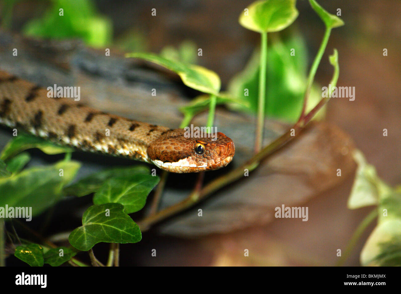 Crotalo o Serpente einen Sonagli Ripreso Tra Foglie Verdi in Ambiente Aquatico in Possesso di Veleno Ofidico Altamente Mortale Stockfoto