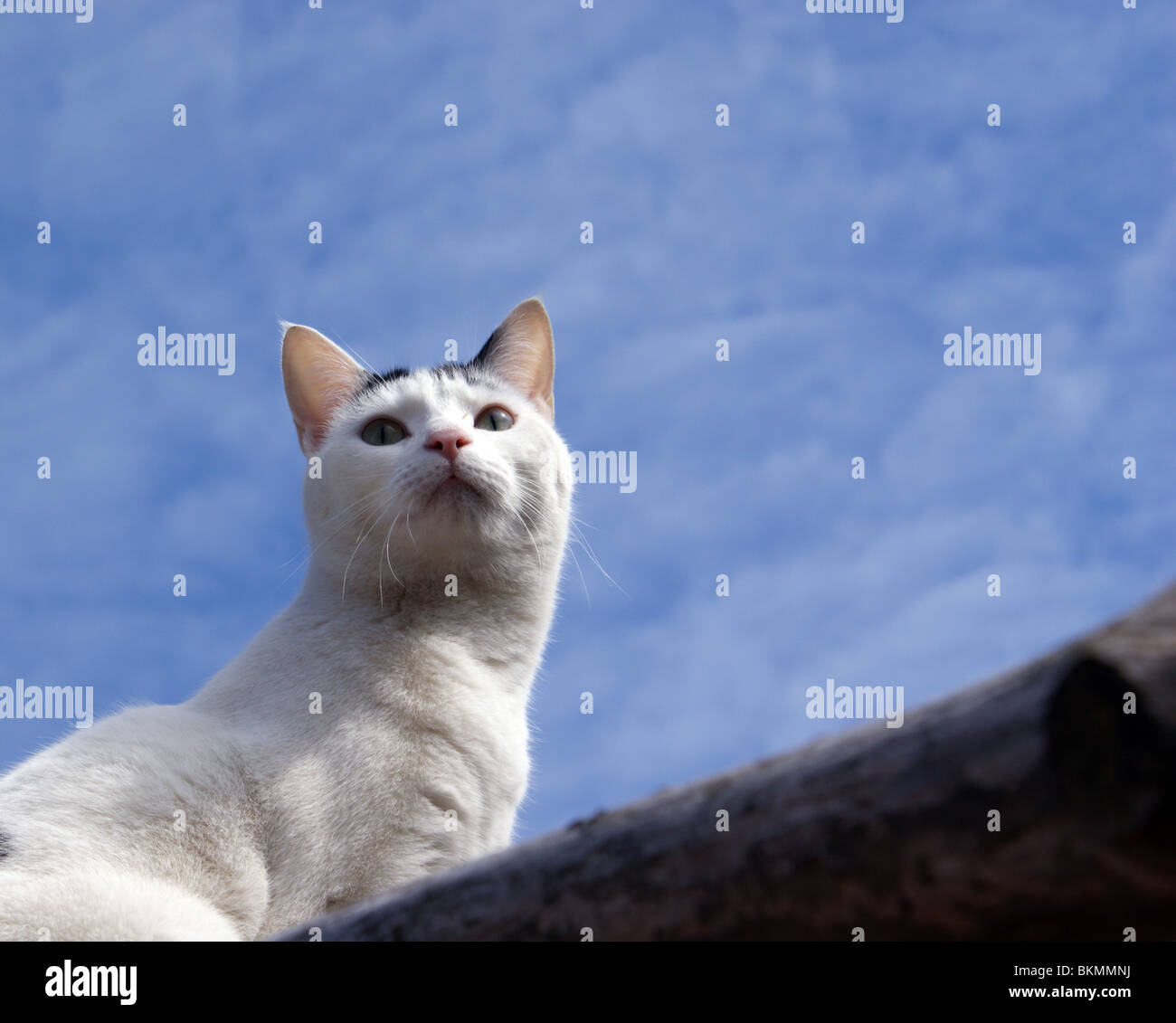 Schwarze und weiße Katze IM FREIEN KLETTERN AUF EINEM ZWEIG UND SUCHEN ALERT UND NACH OBEN Stockfoto