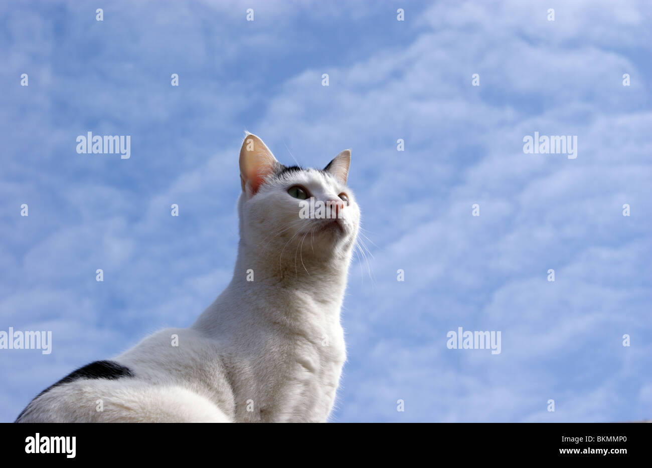 Schwarze und weiße Katze im Freien unter einem blauen Himmel GESICHT NACH OBEN UND ALARM Stockfoto