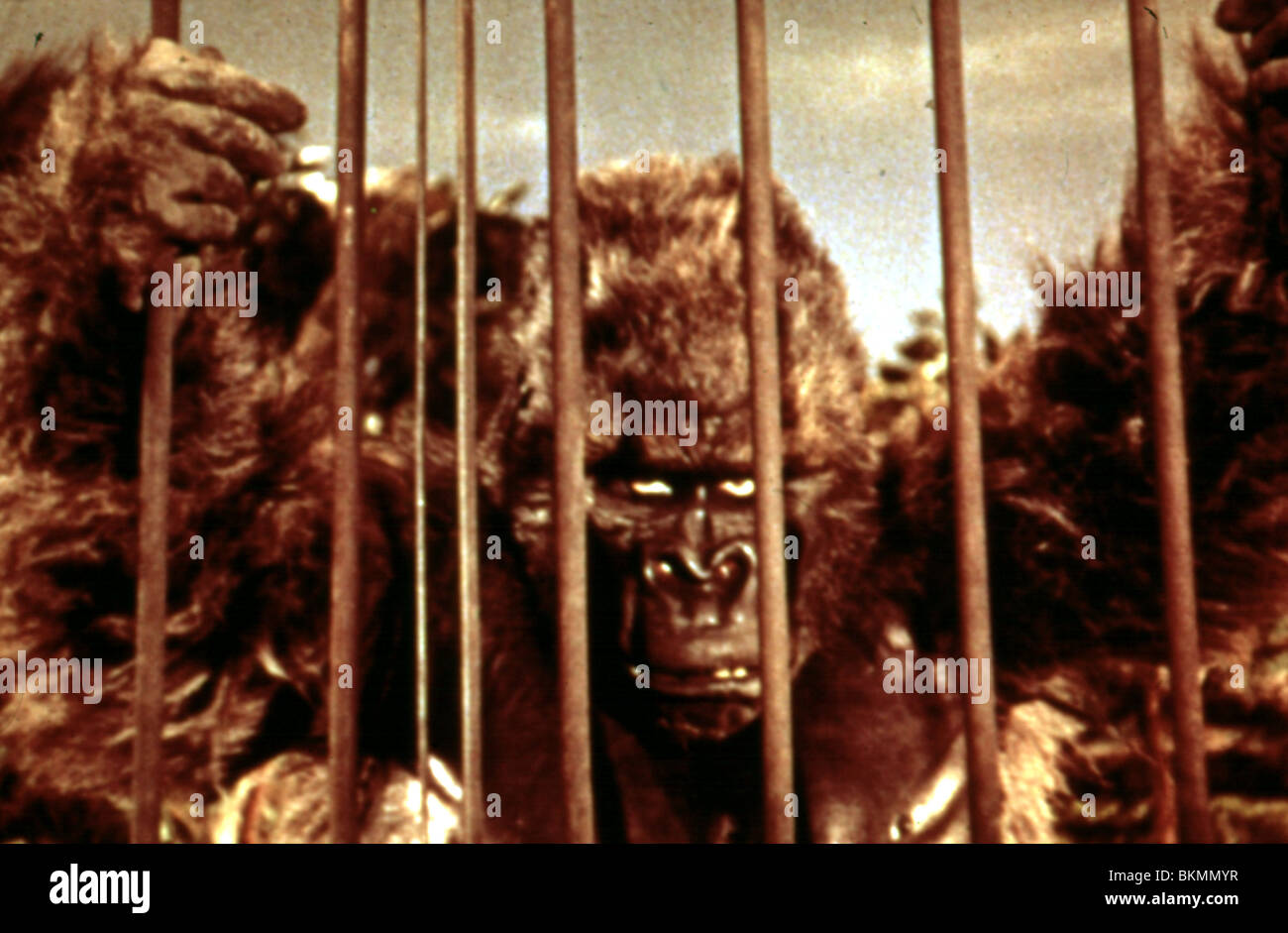 GORILLA BEI GROßEN-1954 Stockfoto